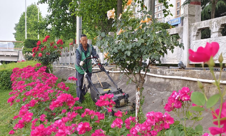 百花丛中除草忙（宋海涛 摄）