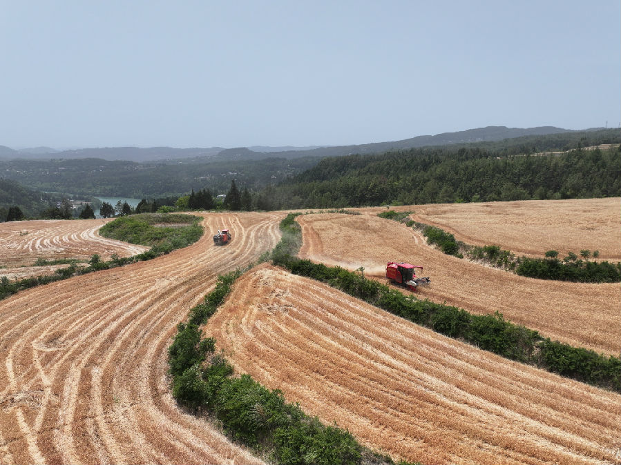 机械收割连片高标准农田（何佳欣 摄）