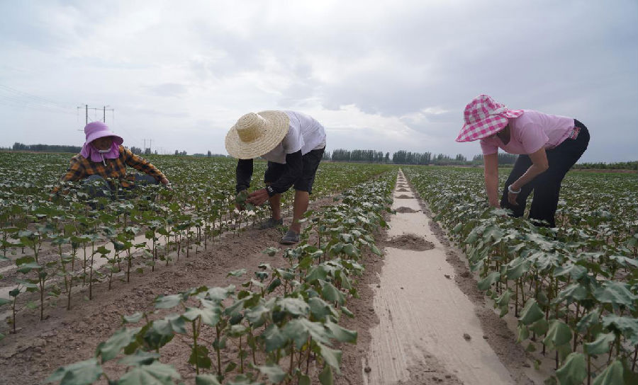在技术人员的指导下，托万克吐曼村种植户的棉花长势喜人（艾海提·毛勒吐尔迪 摄）