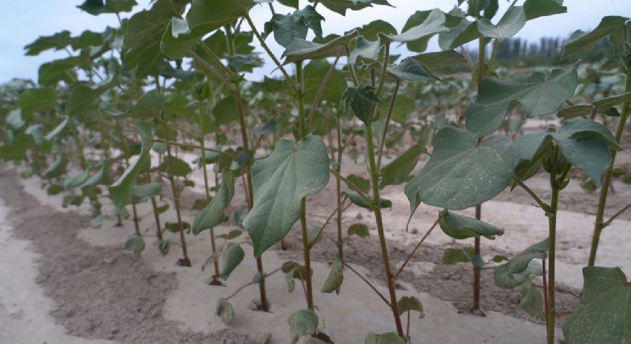 种植户秦宗财家的棉花长势喜人（艾海提·毛勒吐尔迪 摄）