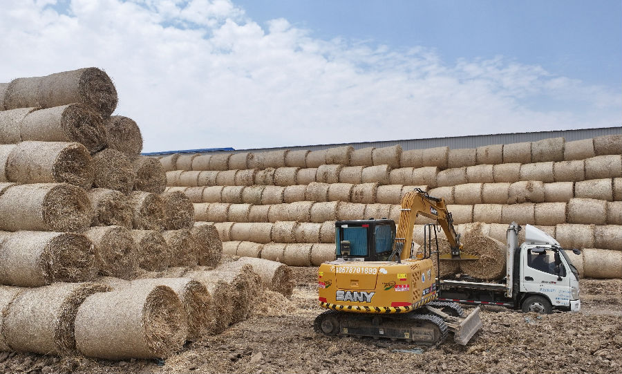 打成草捆的秸秆被送往附近秸秆收储点（杨存葆摄）