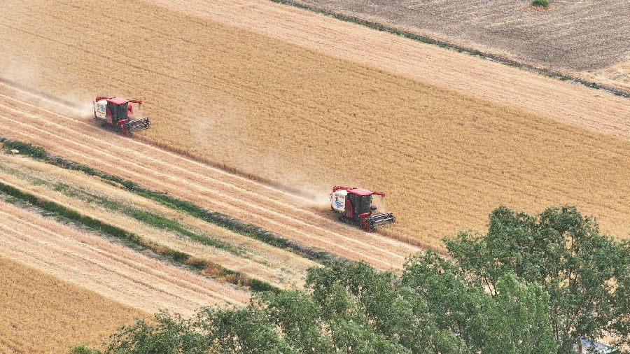 多台收割机正在联合作业，有序收割麦子（邱鹏翔 摄）