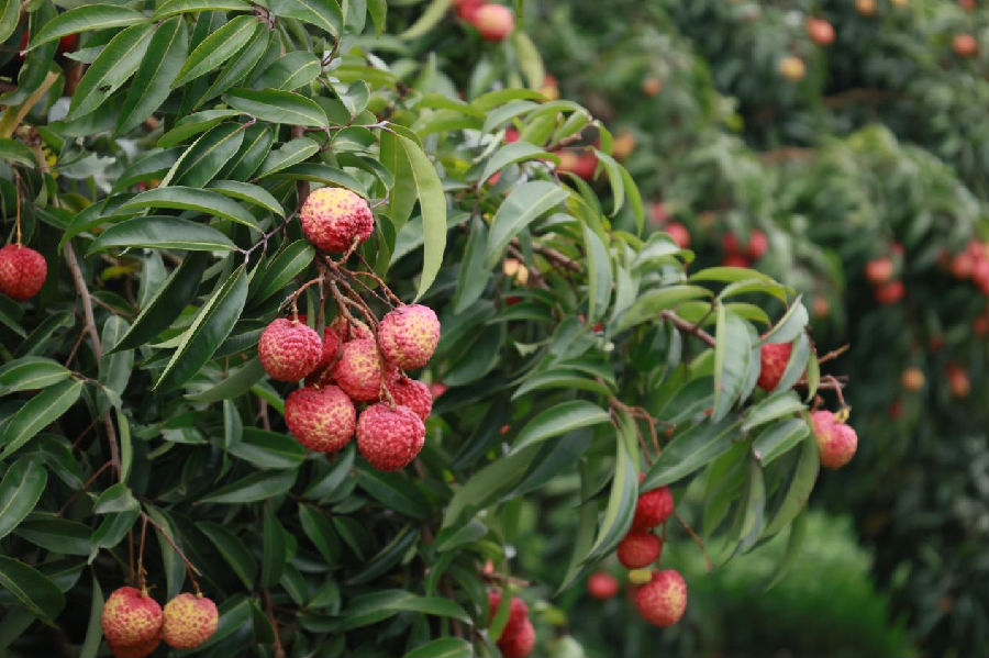 &nbsp;图为茂名新鲜的荔枝（毛明轩 摄）