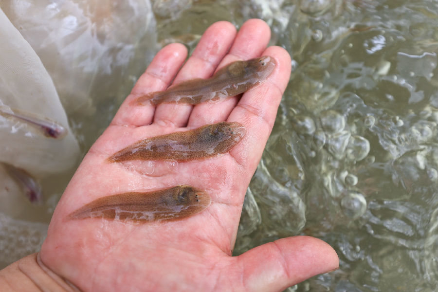 赣榆海州湾海域放流半滑舌鳎鱼苗（司伟 摄）