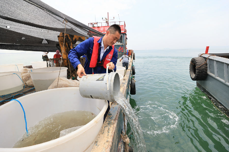 赣榆海州湾海域放流半滑舌鳎鱼苗（司伟 摄）
