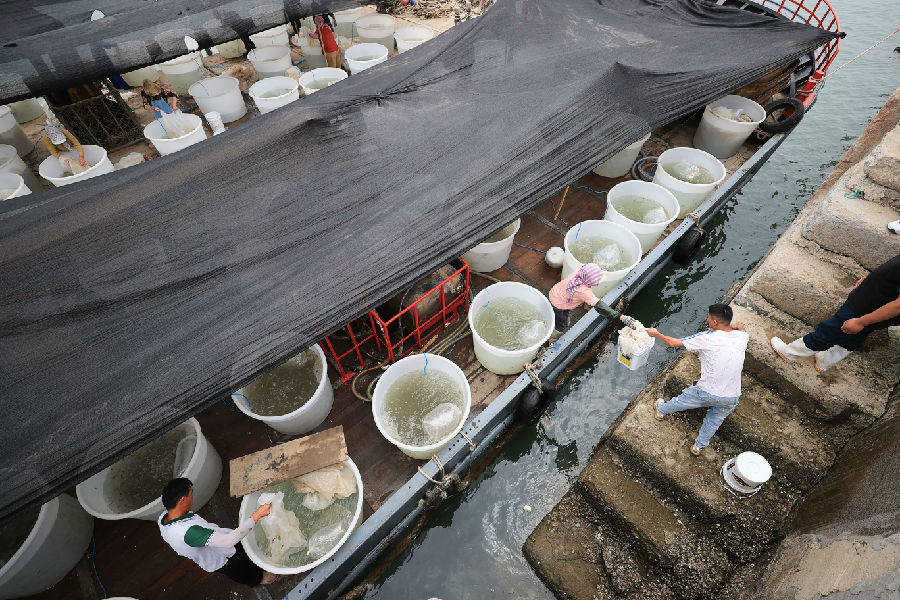 赣榆海州湾海域放流半滑舌鳎鱼苗（司伟 摄）