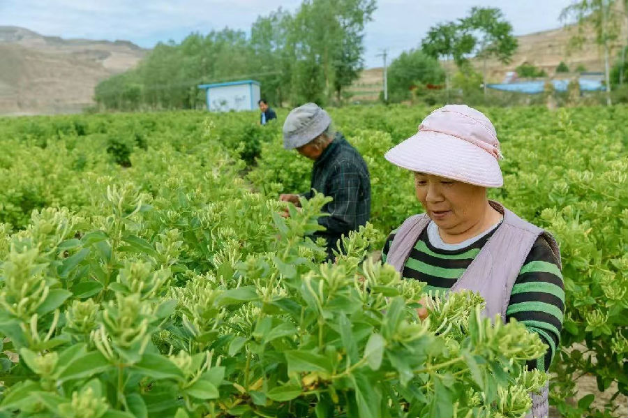 农户采摘金银花（成鹏霞 摄）