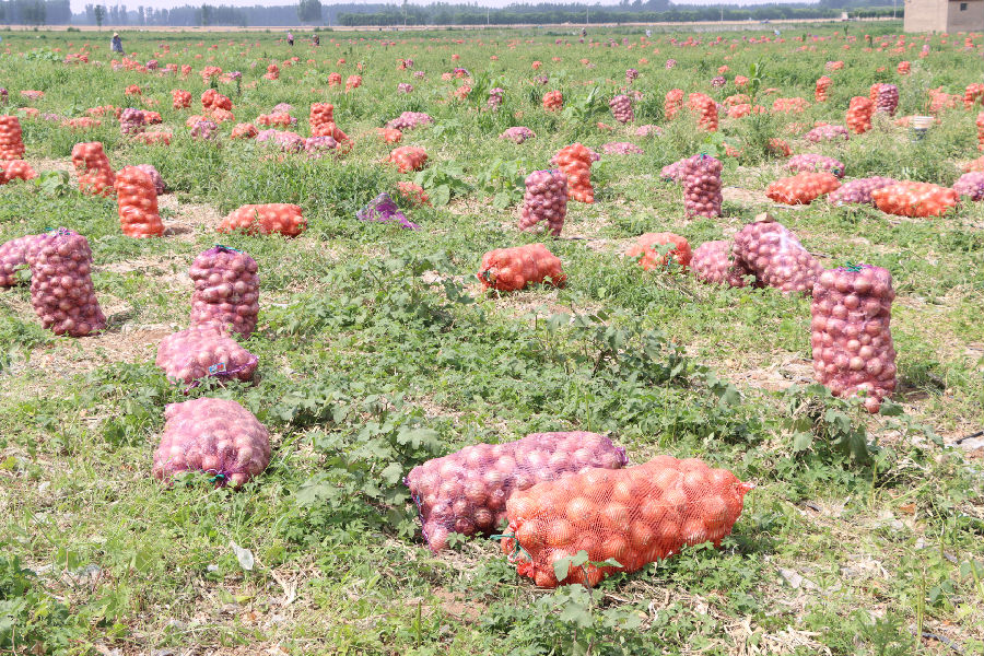 整装待运（王振坤 摄）