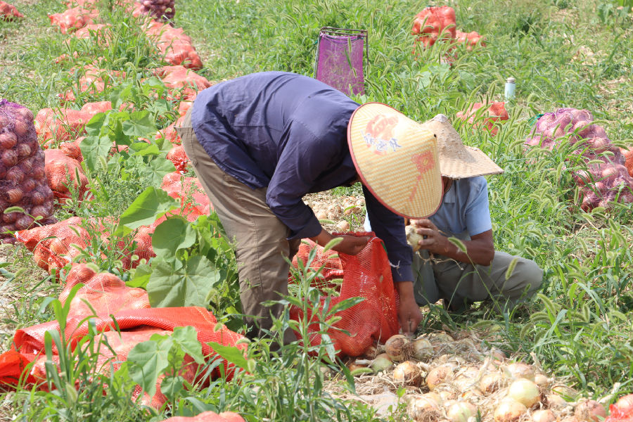 收获幸福（王振坤 摄）