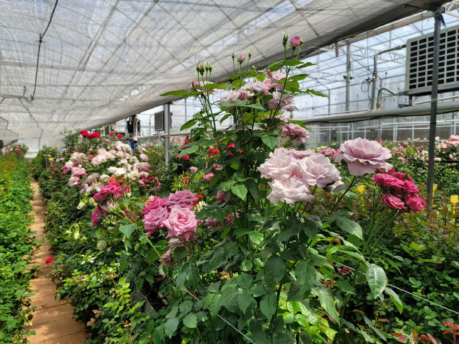锦海农业科技发展有限公司的试验花房（郑义 摄）