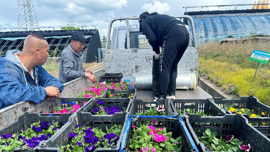 加格达奇林业局林木种子园职工将各类鲜花装车出圃（李忠波 摄）