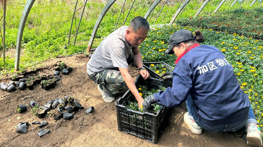 加格达奇林业局林木种子园职工在花卉大棚装筐出花苗（李忠波 摄）