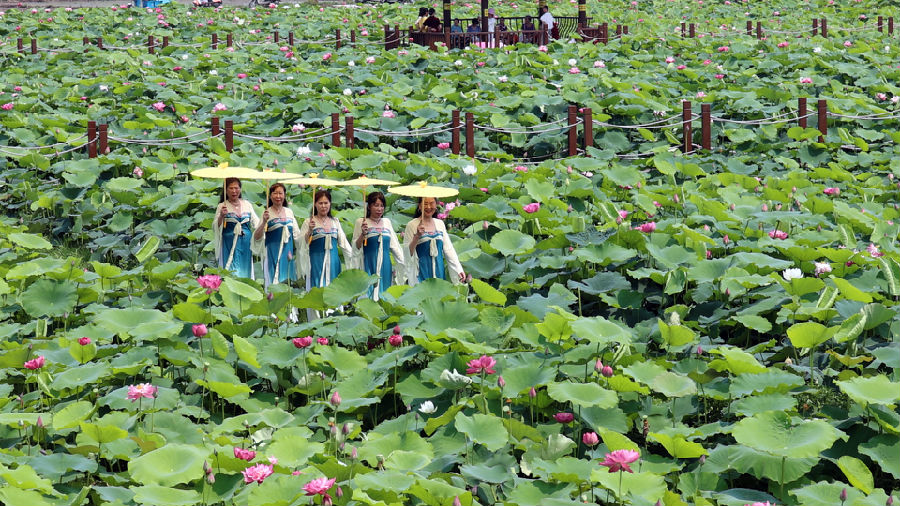 游客徜徉在荷花间（邵李研华 摄）