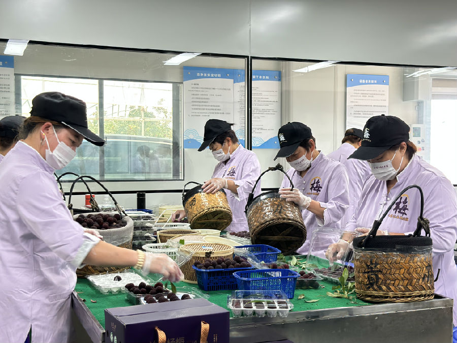 马涧镇七星山名果庄园包装车间里，工人们正一刻不停忙着杨梅分拣、装盒、发货。（成超 摄）