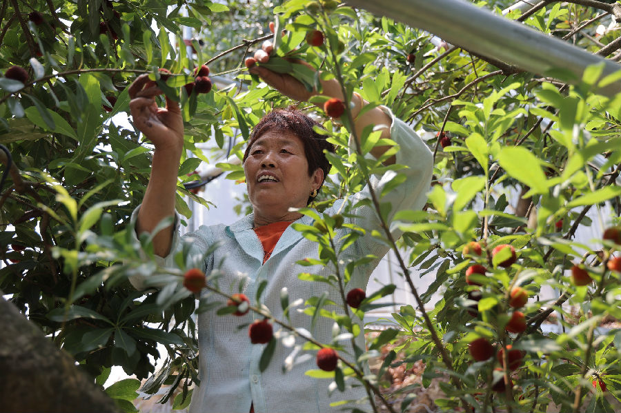 梅农采摘杨梅现场（成超 摄）