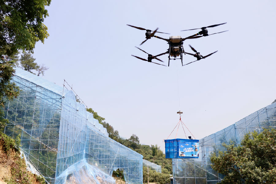 无人机运输采摘好的杨梅（成超 摄）