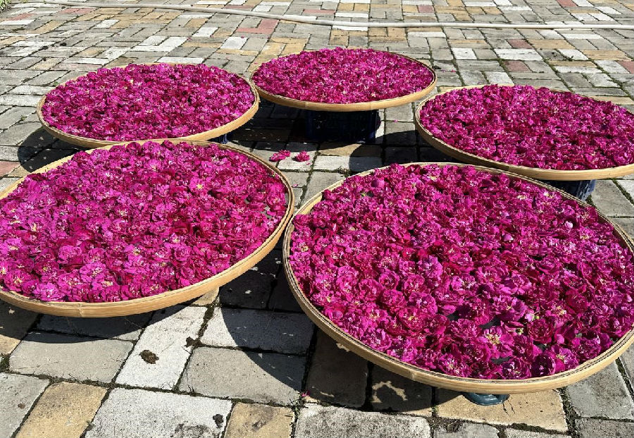 村民在晒花（高伟 摄）