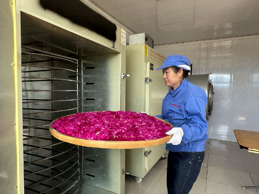 村民在烘干花朵（高伟 摄）