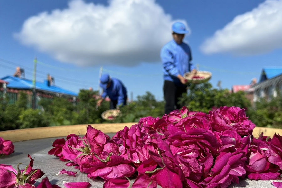 村民在采摘玫瑰花（高伟 摄）