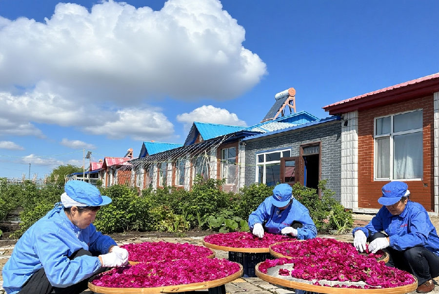 村民在晒花（高伟 摄）