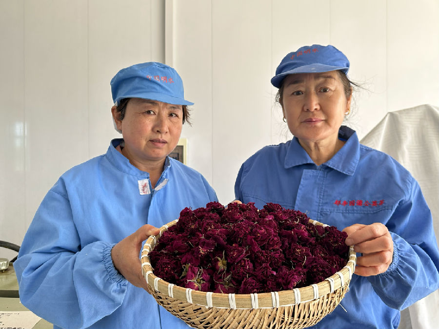 烘干好的玫瑰花茶等待分称包装（高伟 摄）