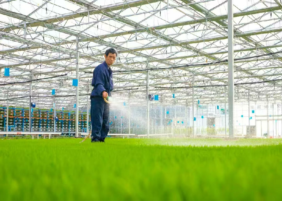 图为育秧现场（丁伟 摄）