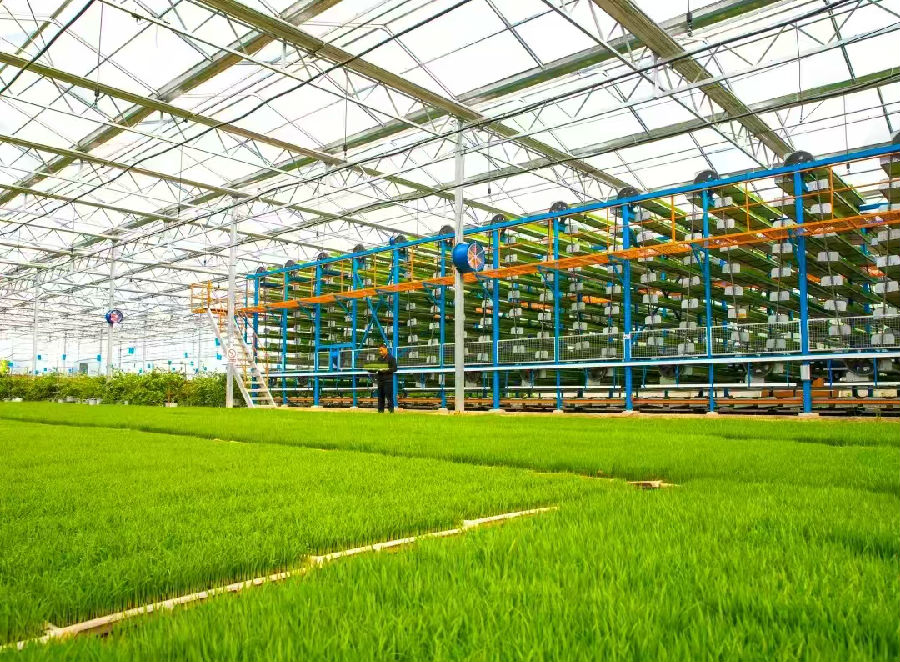 图为育秧现场（丁伟 摄）