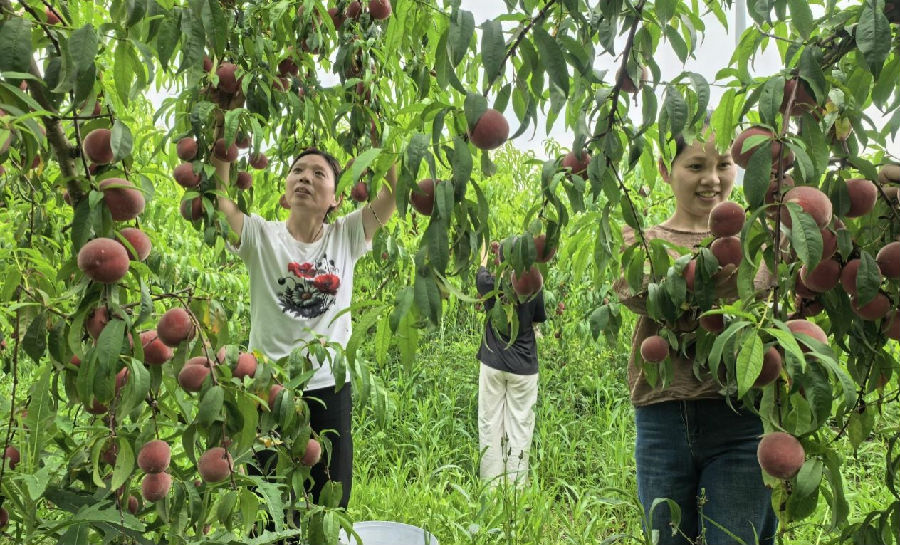 果农在摘桃子（单之凌 摄）