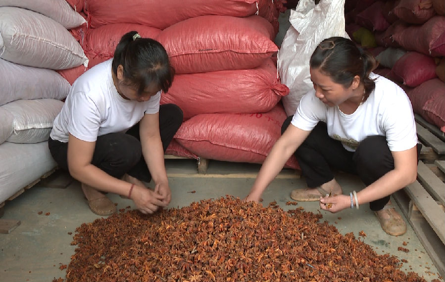 工人正在分拣八角（梁仕鑫 摄）