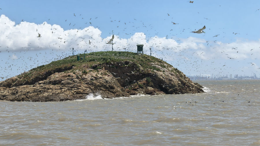 鸟岛多样性保护中华凤头燕鸥栖息地。（曾庆华 摄）
