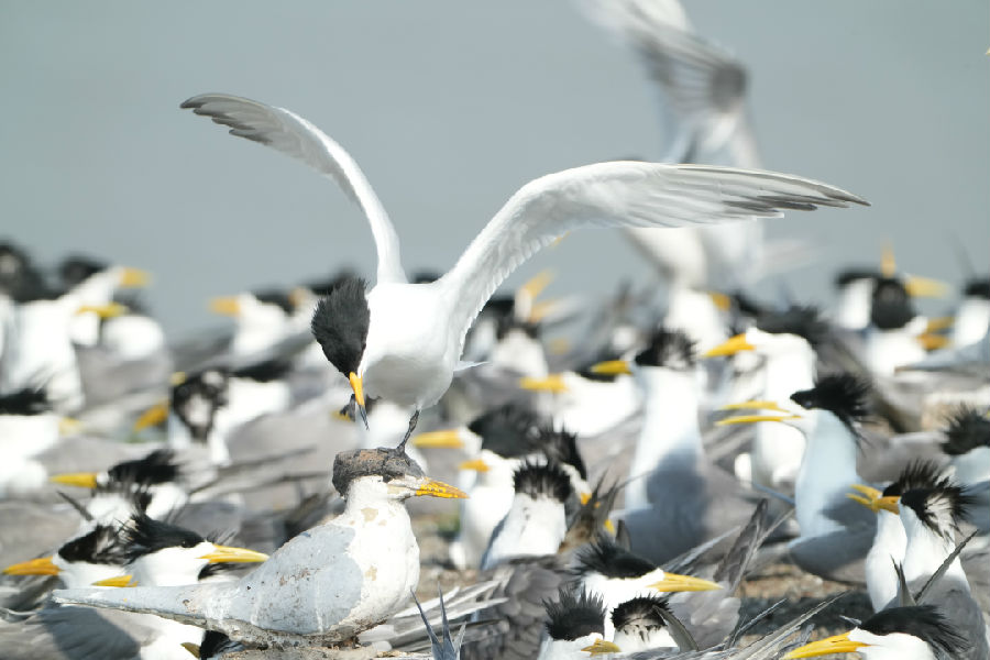 金鸡独立的中华凤头燕鸥（张剑&nbsp;摄）