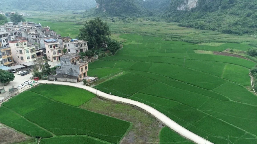 柳班村板温屯稻园风光（梁仕鑫 摄）