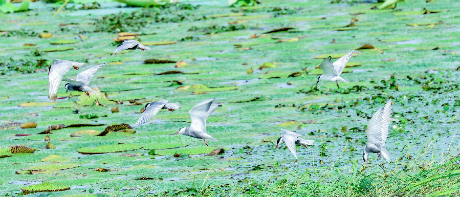  浮鸥们在湿地公园自由飞翔（郑毅 摄）