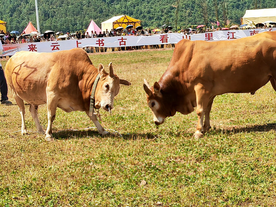 活动现场（周巧 摄）