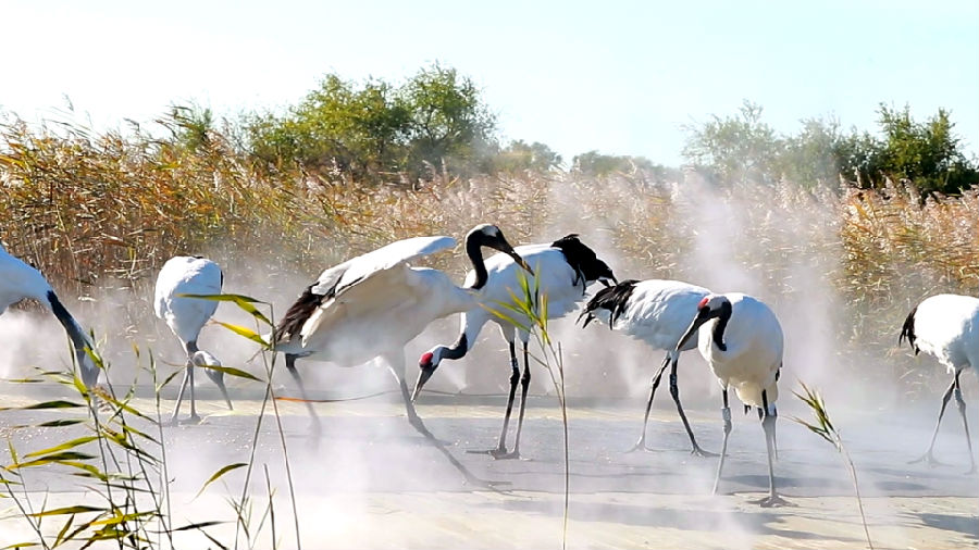 通榆县2025年“我心向海·最美七月”主题文旅系列活动启幕（苑望 摄）