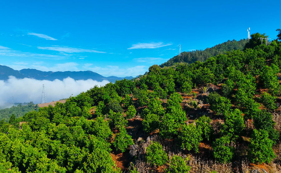 镇康县临沧坚果产业示范基地（李丽君 摄）