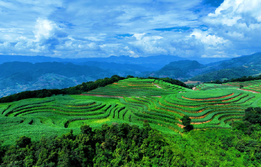 镇康县勐堆乡帮东村甘蔗产业（李丽君 摄）