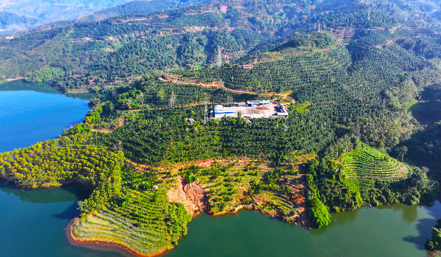 云南镇康哈里咖啡庄园有限责任公司哈里咖啡庄园（李丽君 摄）