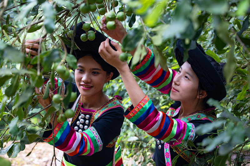 苗族群众采摘坚果（张冯云 摄）
