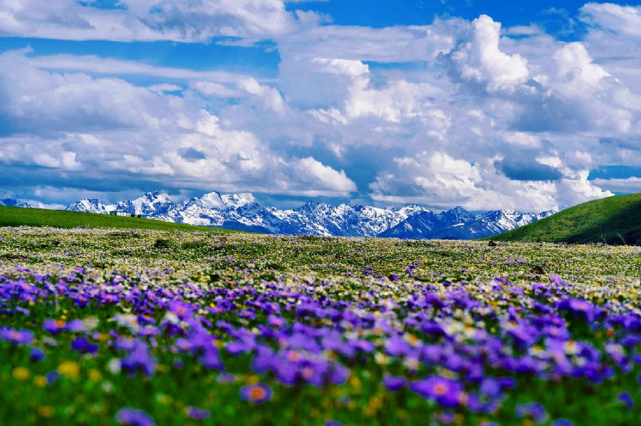 魅力红原大草原（严易程 摄）