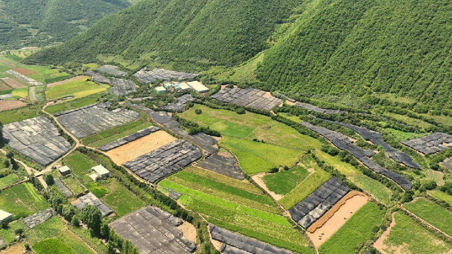 漳县殪虎桥镇淫羊藿种植基地（蔡峰 摄）