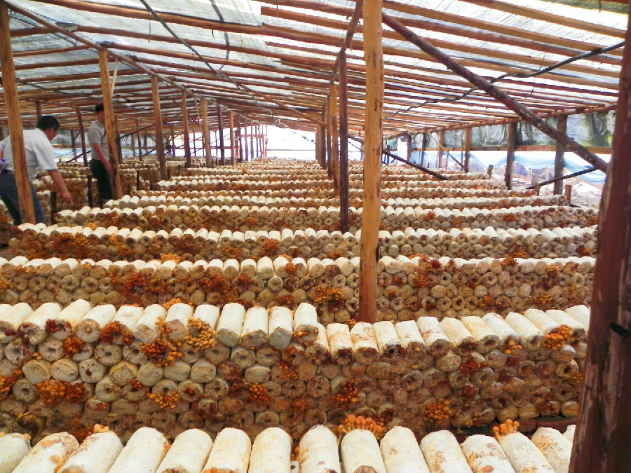 新林林业局滑子菇养殖基地(薛忠旭 摄) 新林林业局滑子菇养殖基地(薛忠旭 摄)