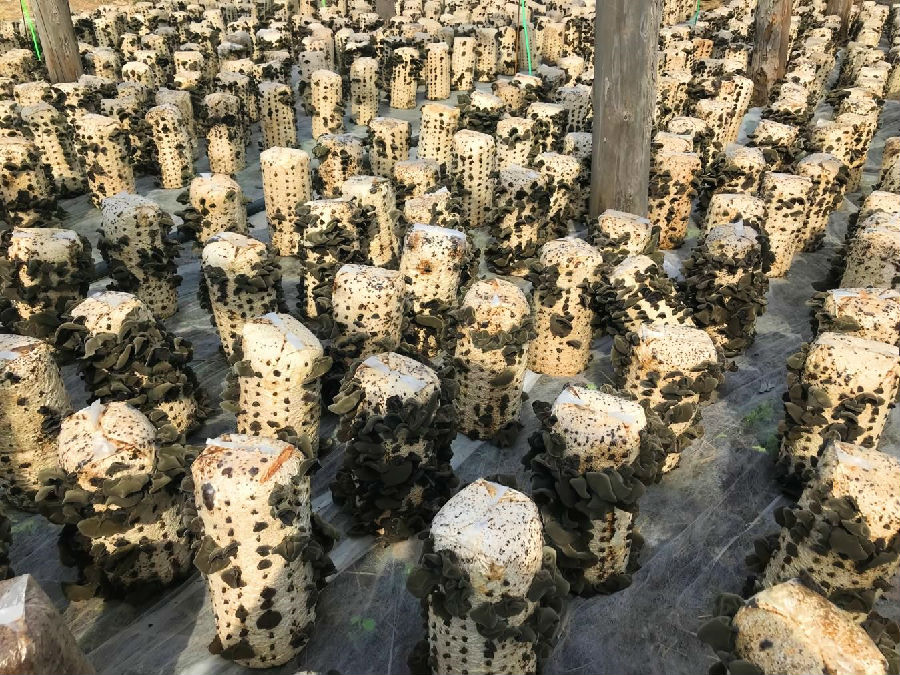 新林林业局黑木耳种植基地(薛忠旭 摄) 新林林业局黑木耳种植基地(薛忠旭 摄)