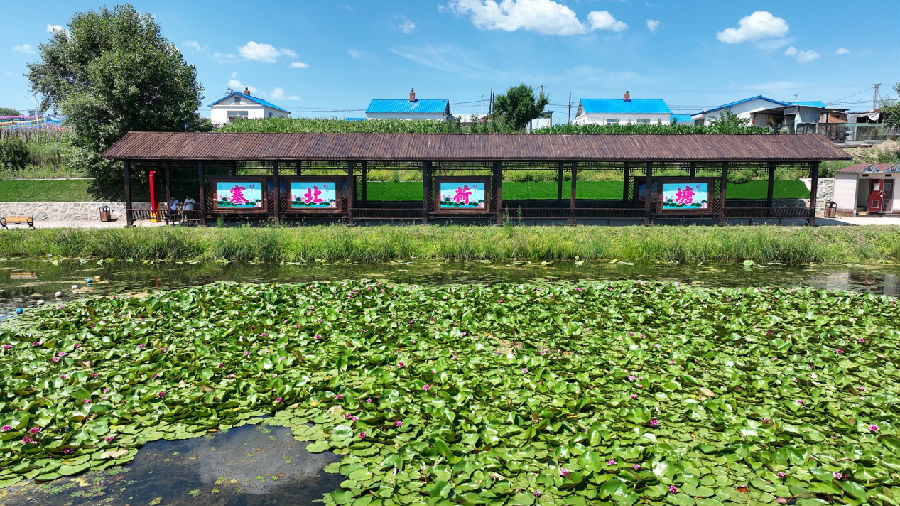 黑河市爱辉区张地营子乡泡子沿村“塞北荷塘”（王勇 摄）