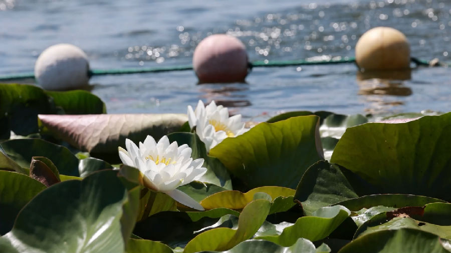 “塞北荷塘”白色睡莲（张瑶 摄）