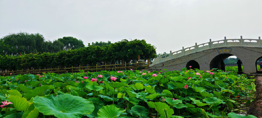 百亩荷塘荷花盛开 （杨润德  摄）