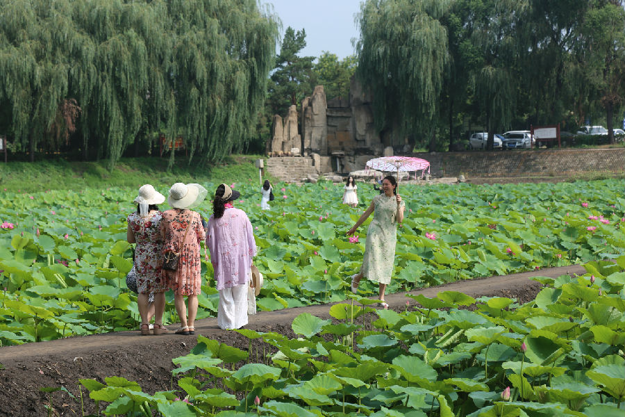 百亩荷塘吸引众多游客前来打卡 （杨润德 摄）