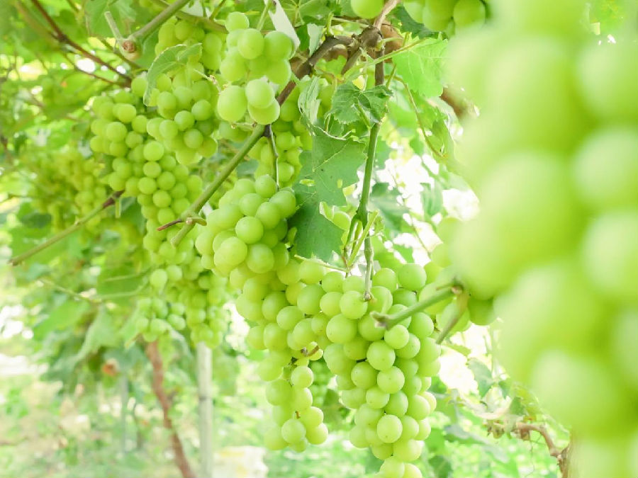 万秀区城东镇梧家果园农场的阳光玫瑰葡萄进入了成熟期。（黄丹妮 摄）