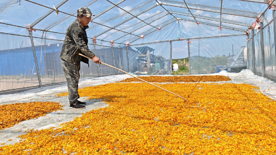 古利库林场职工正在晾晒金莲花。（赵子敬 摄）