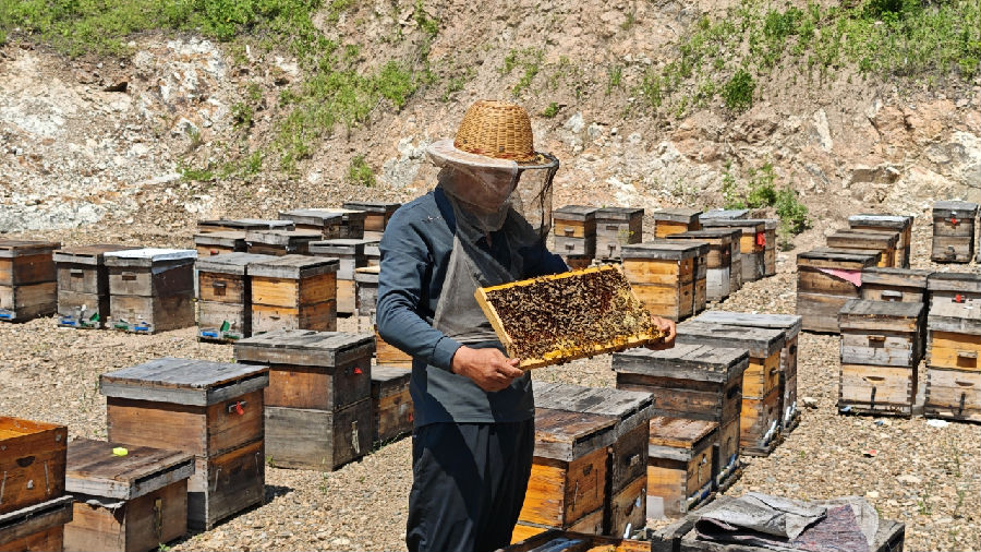 古利库林场职工正在查看蜂蜜成熟度。（李涵钰 摄）